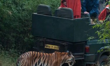 Stay With Tiger